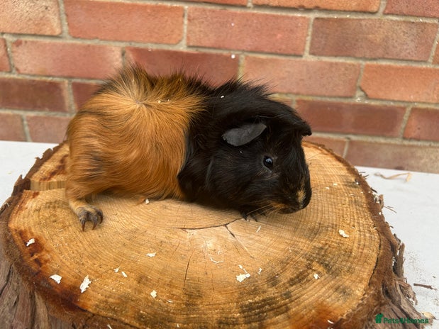 Guinea Pig rodents - Advert 2