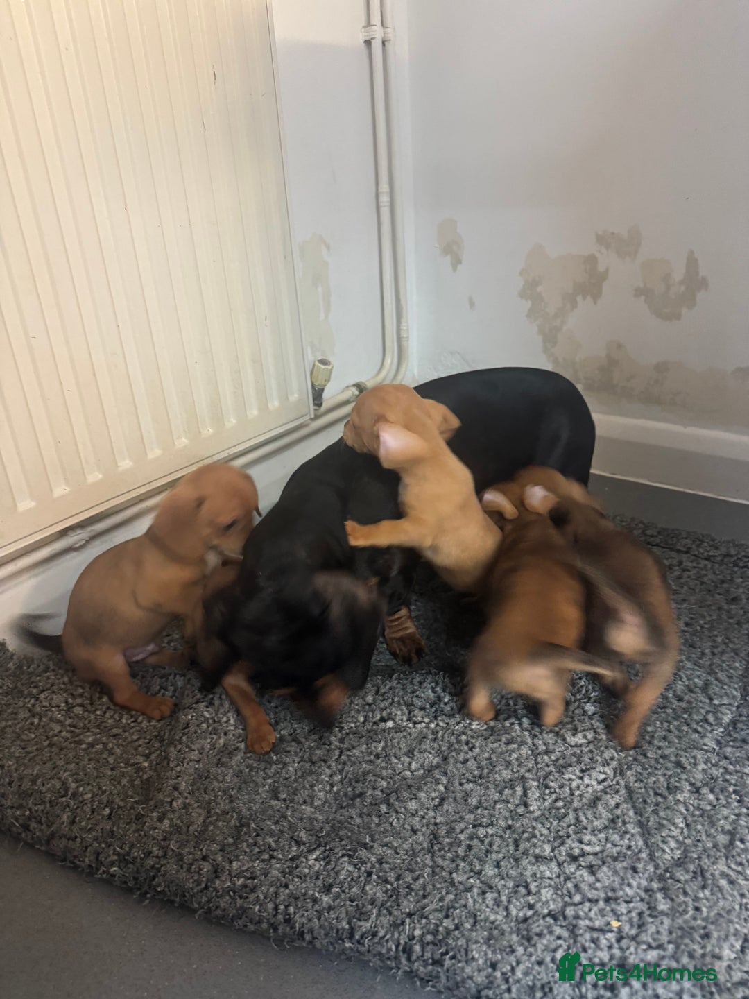 Dachshund dogs for sale: 5 beautiful dachshund 1 girl 4 boys - Advert 21