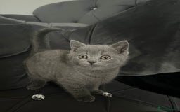 British Shorthair cats for sale: British short hair boy - Image 6