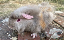 Guinea Pig rodents for sale: Baby Guinea Pigs for sale  - Image 2