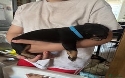 French Bulldog dogs for sale: French bulldog puppies  - Image 7