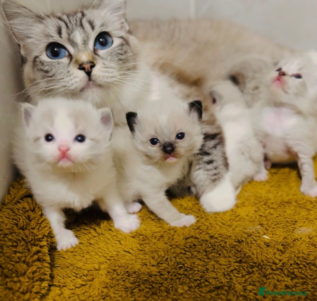 Ragdoll cats for sale: 🩷🐾Tica full Pedigree🐾EU Ragdoll 🐱🐾DNA Clear - Advert 4