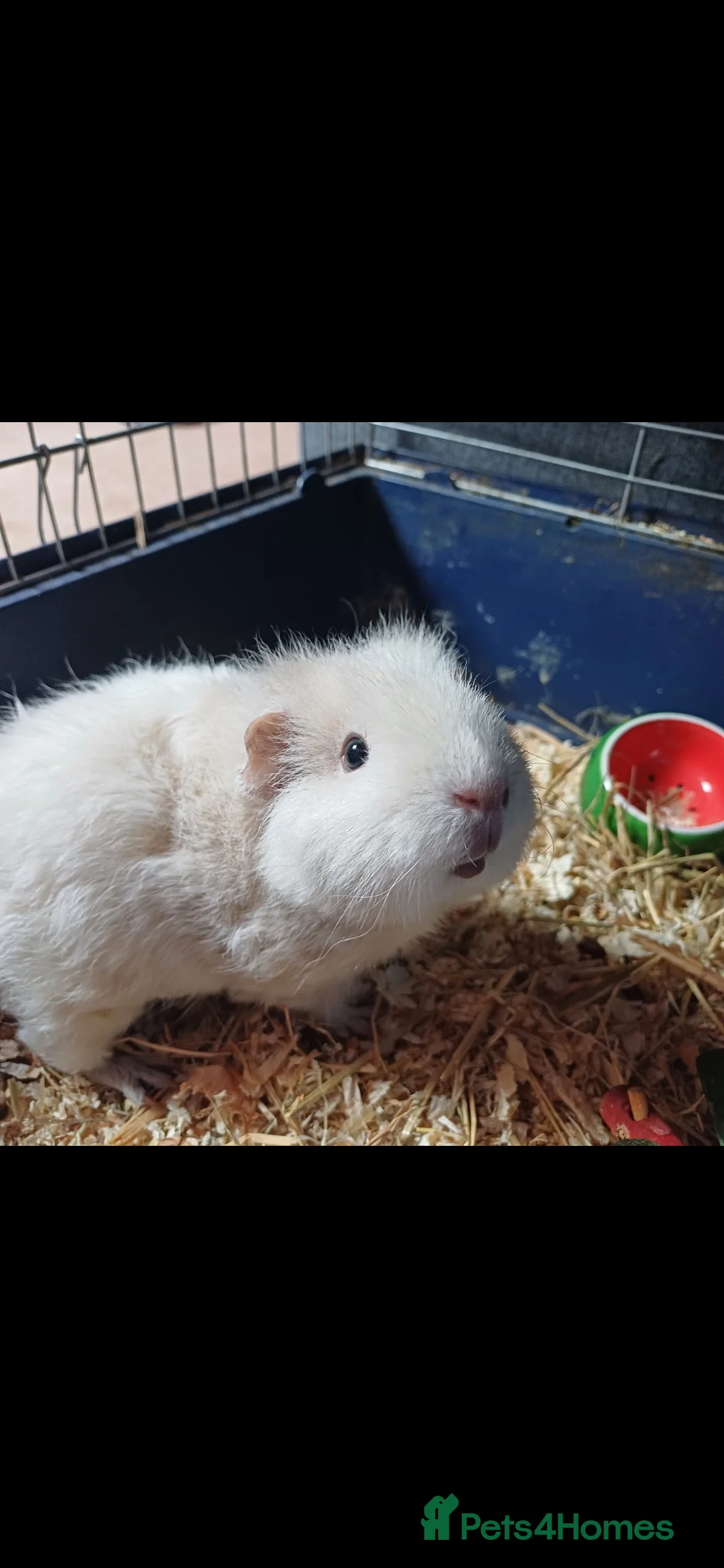 Guinea Pig rodents for sale: Two sweet guinea pigs + full setup - Advert 4