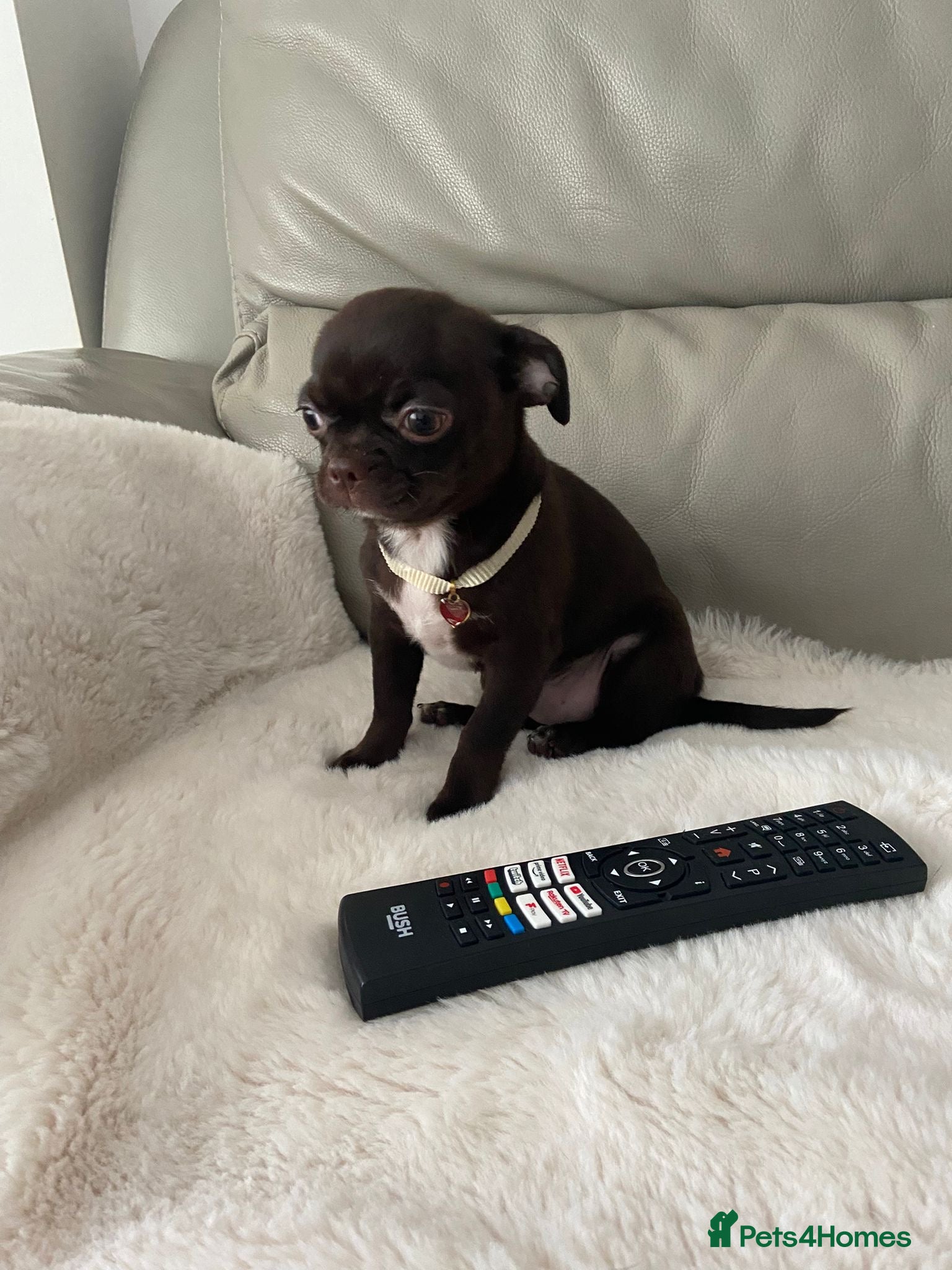 Chihuahua dogs KC Reg Chihuahua Boy Fully vaccinated - Ready - Advert 3