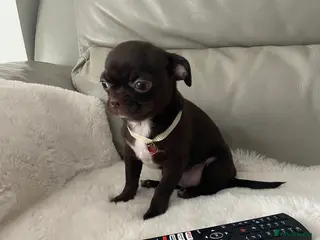 Chihuahua dogs KC Reg Chihuahua Boy Fully vaccinated - Ready - Advert 3