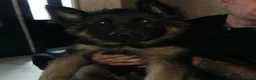 German Shepherd dogs for sale: German shepherd puppies - Advert 6