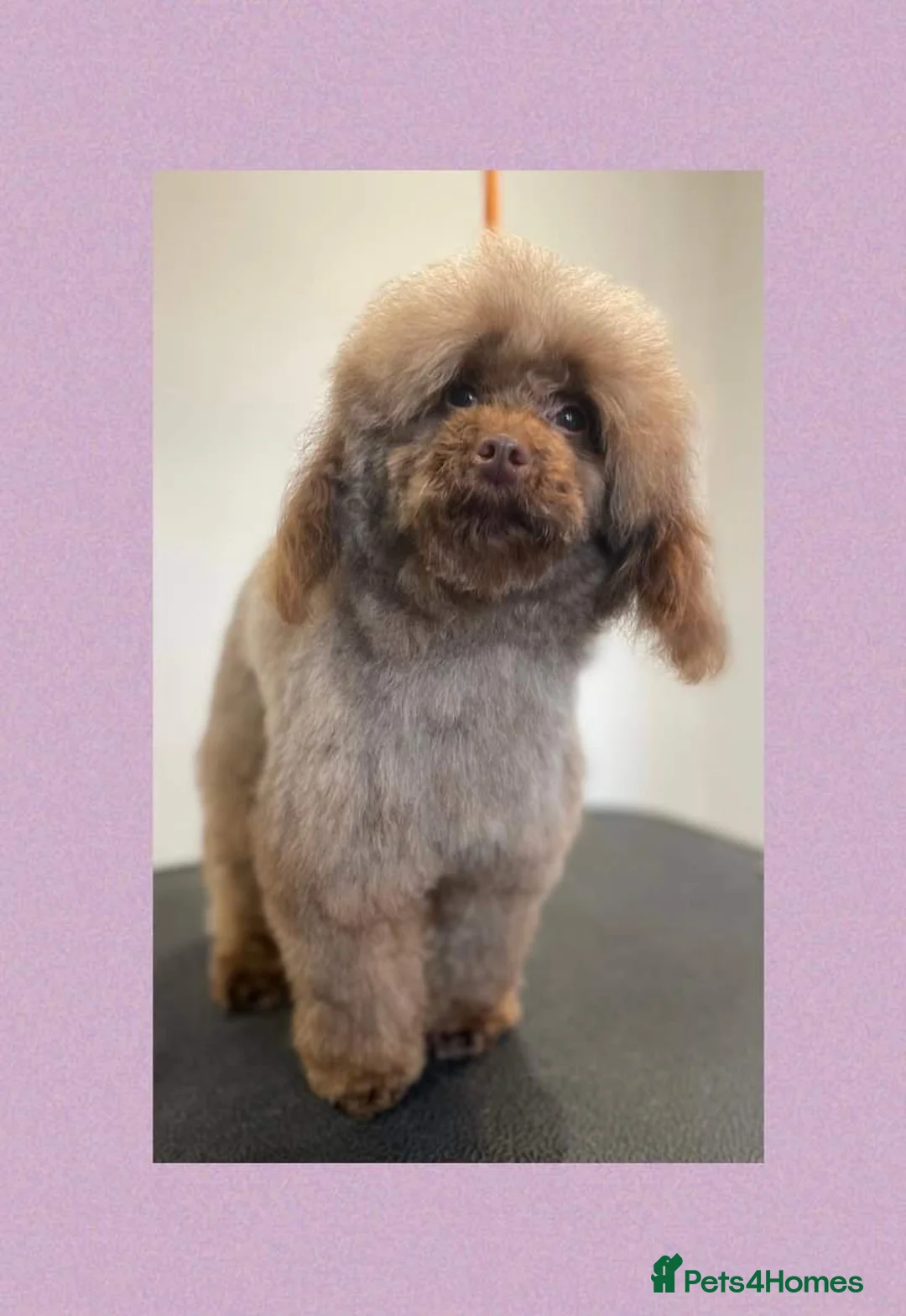 Toy Poodle dogs for stud: Stunning Chocolate Toy Poodle  in Stafford - Advert 6