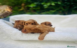 Cavapoo dogs for sale: 🐾red F1 Cavapoo puppies🐾  - Image 2