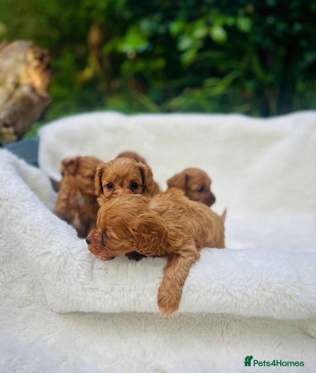 Cavapoo dogs for sale: 🐾red F1 Cavapoo puppies🐾  - Image 2