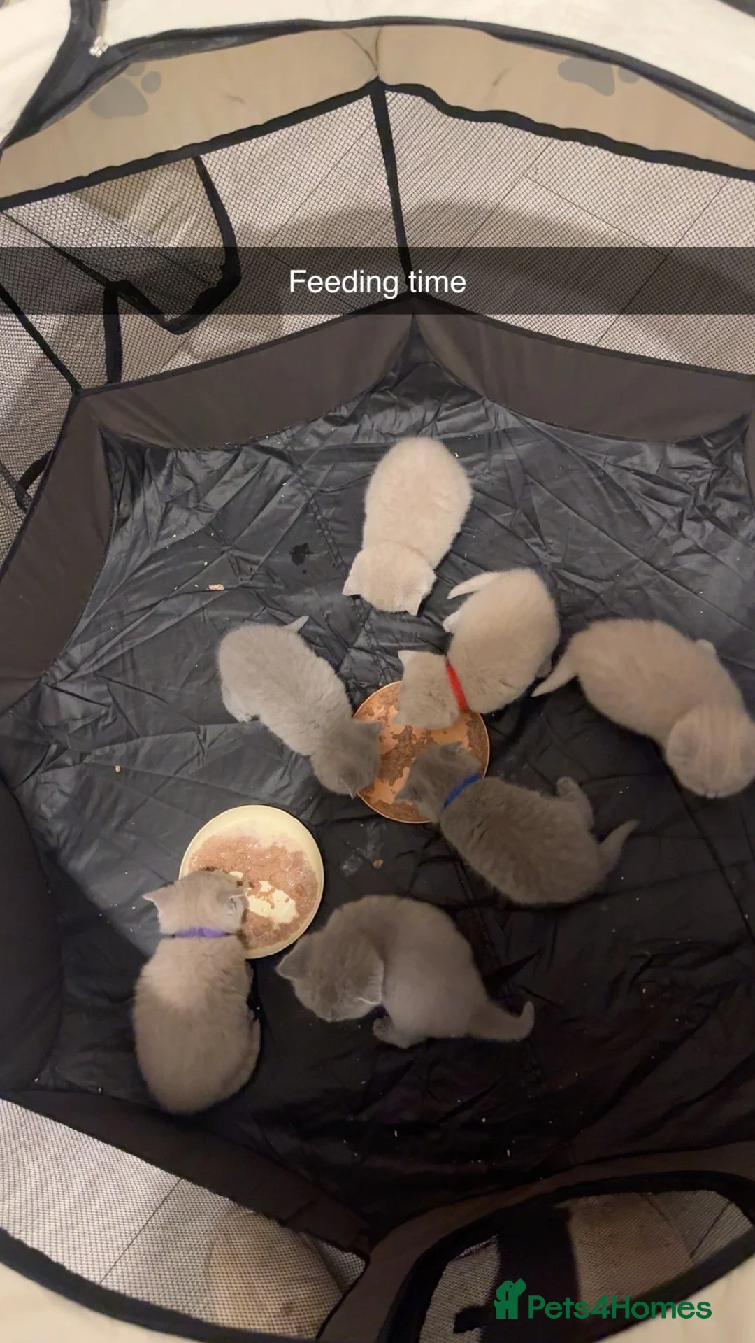 British Shorthair cats for sale: British Shorthair Kittens Ready for Loving Homes in Bradford - Advert 2