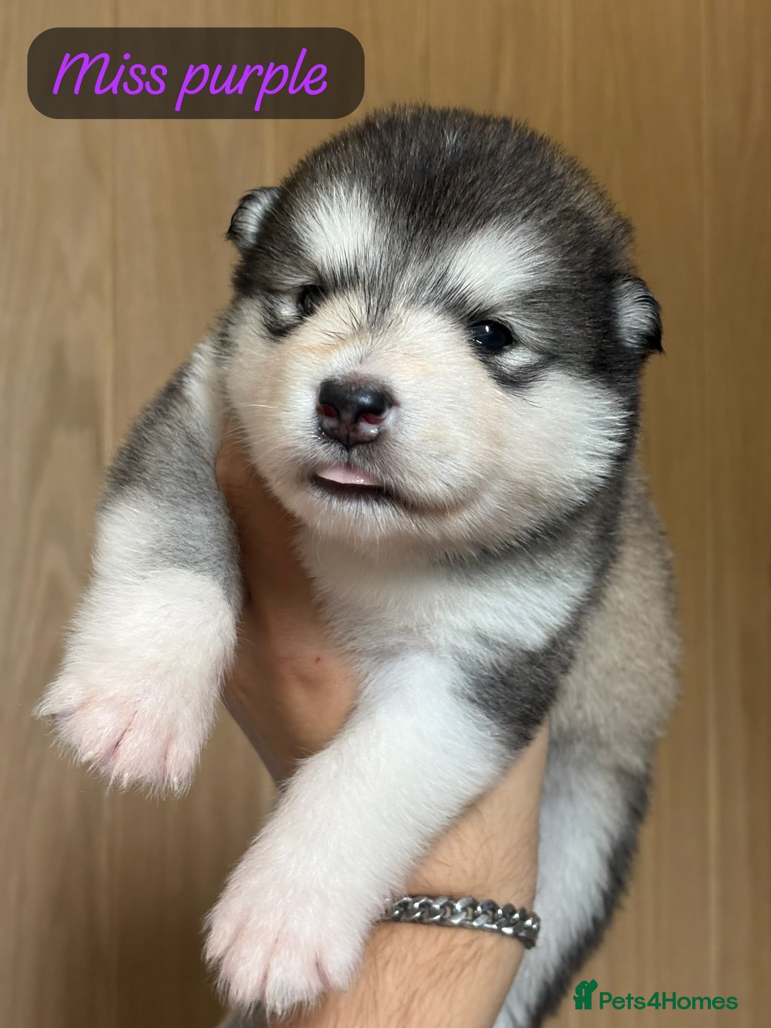 Alaskan Malamute dogs Behaviourist Raised Malamute Champion Line Pups  - Advert 1