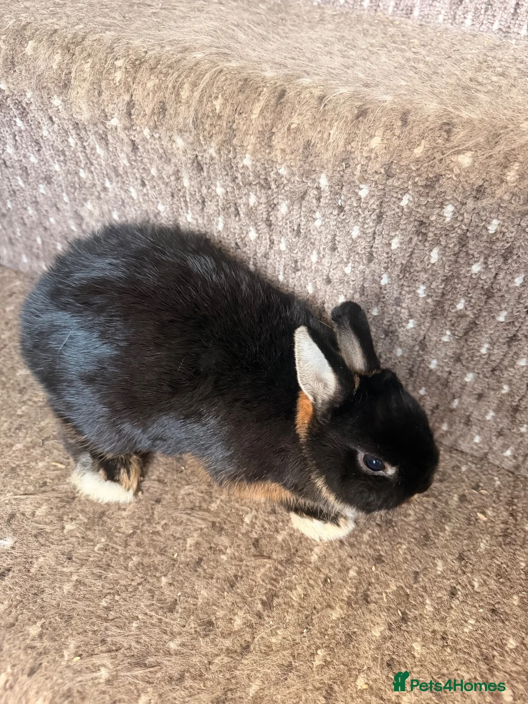 Netherland Dwarf rabbits for sale:  Beautiful Black Otter Netherland Dwarf  in Lewes - Advert 4