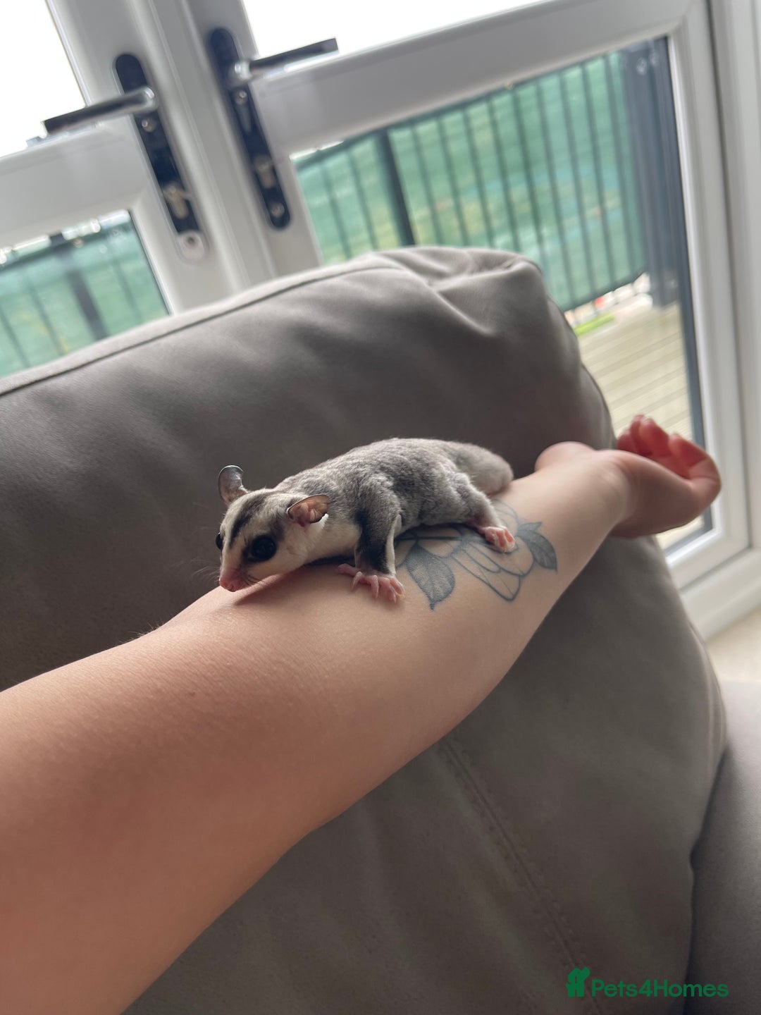 Sugar Glider rodents for sale: Male and Female Sugar Glider Siblings - Image 7