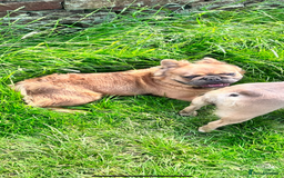Mixed Breed dogs for sale: Re homing due to work change in circumstances.  - Image 6