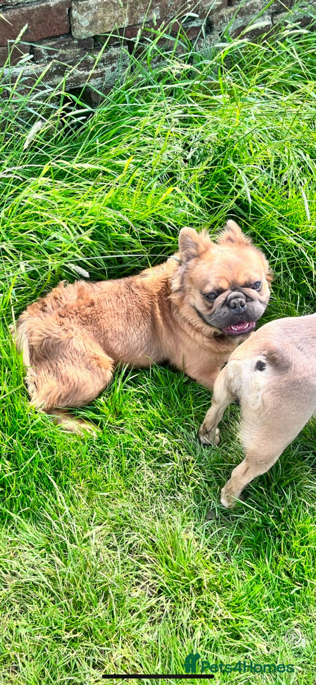 Mixed Breed dogs for sale: Re homing due to work change in circumstances.  - Image 6