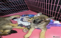 German Shepherd dogs for sale: German Shepherd puppies  - Image 7