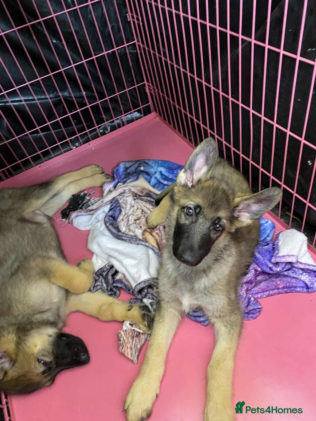 German Shepherd dogs for sale: German Shepherd puppies  - Image 7