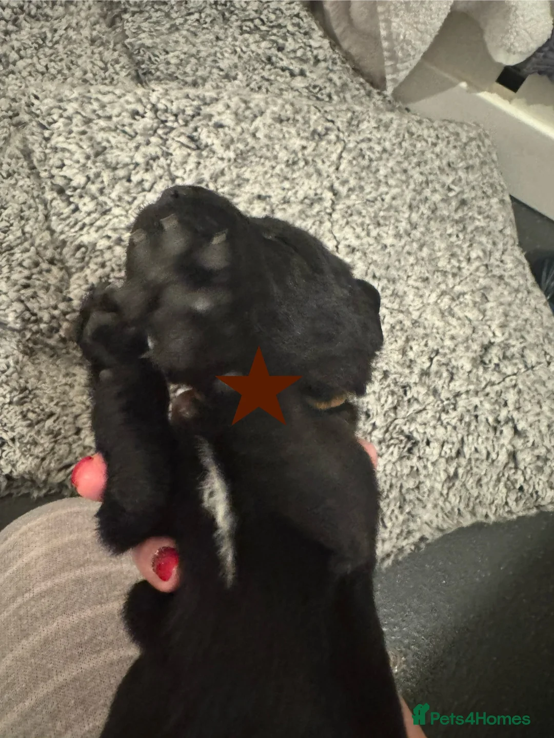 Labrador Retriever dogs for sale: 3 black females remaining – Labrador Retrievers - Advert 18
