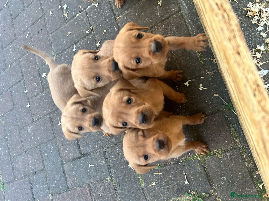 Labrador Retriever dogs for sale: Labrador Fox red  - Image 2