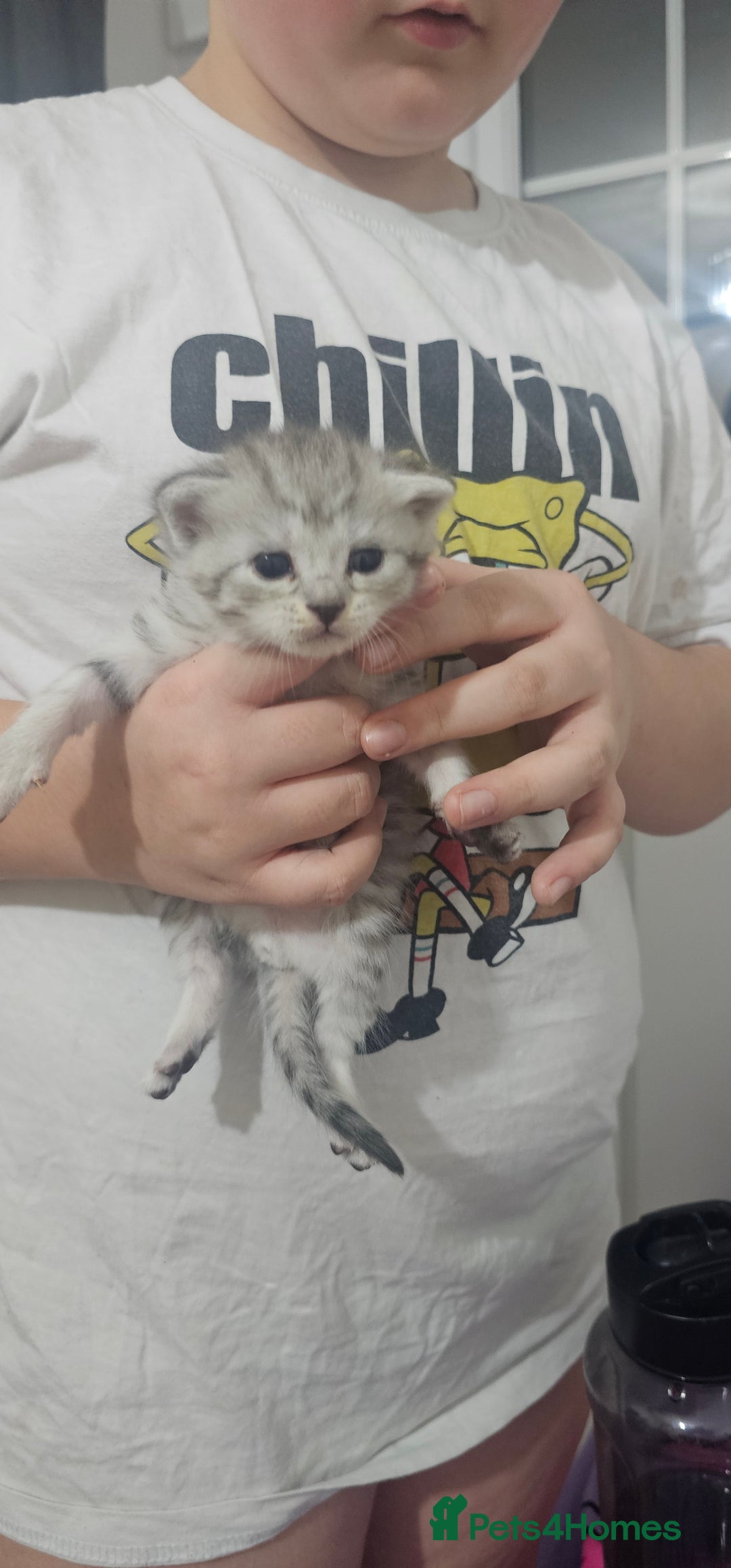 American Shorthair cats for sale: Sweet cats  - Advert 9