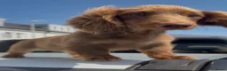 Miniature Dachshund dogs for sale: Long Haired Miniature Dachshund-Isabella&Chocolate - Advert 2