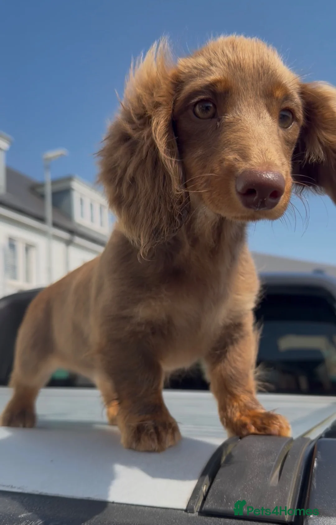 Miniature Dachshund dogs for sale: Long Haired Miniature Dachshund-Isabella&Chocolate - Advert 2