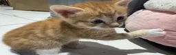 Mixed Breed cats for sale: Kittens for sale  - Advert 2