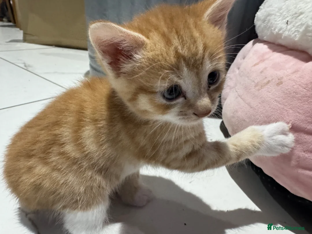 Mixed Breed cats for sale: Kittens for sale  - Advert 2