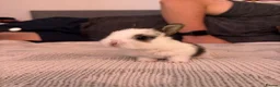 Mixed Breed rabbits for sale: Gorgeous mixed dwarf lop bunnies  - Advert 23