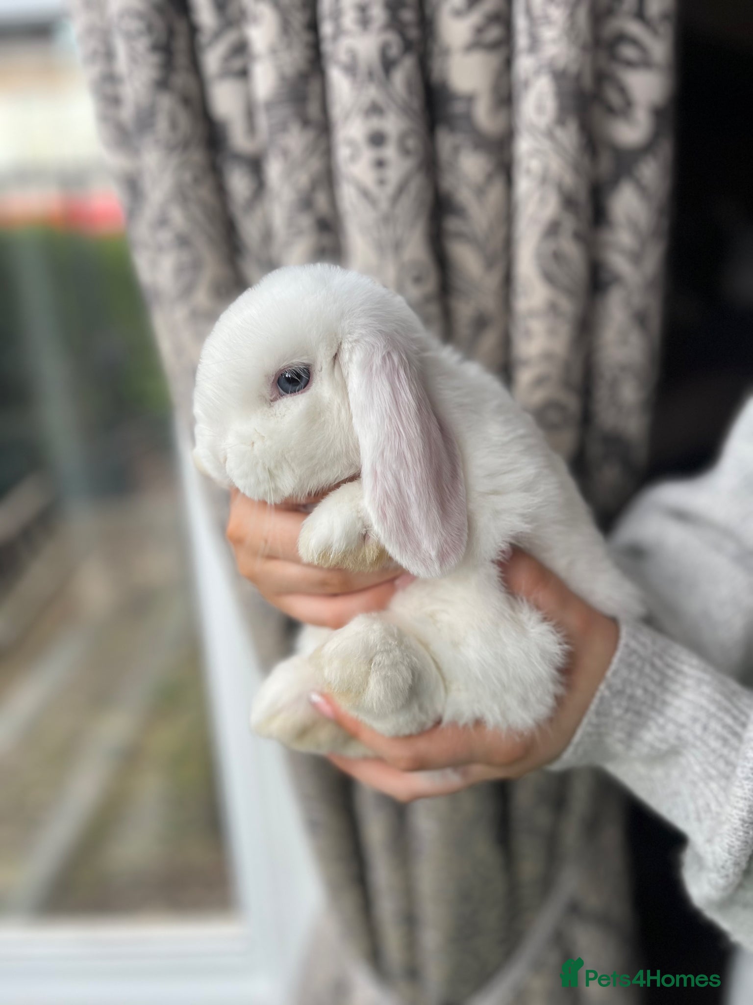 Mini Lop rabbits Baby Mini Lop (8 weeks old) - Advert 20