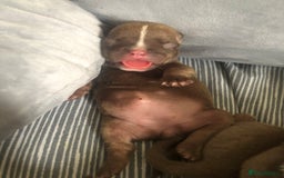 Mixed Breed dogs for sale: Pocket bully’s  - Image 4