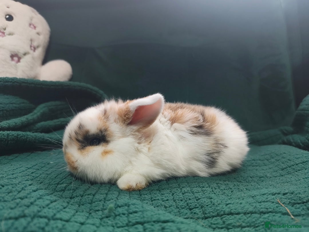 Mini Lop rabbits for sale: Beautiful Harlequin & Tri mini lop does   - Advert 8