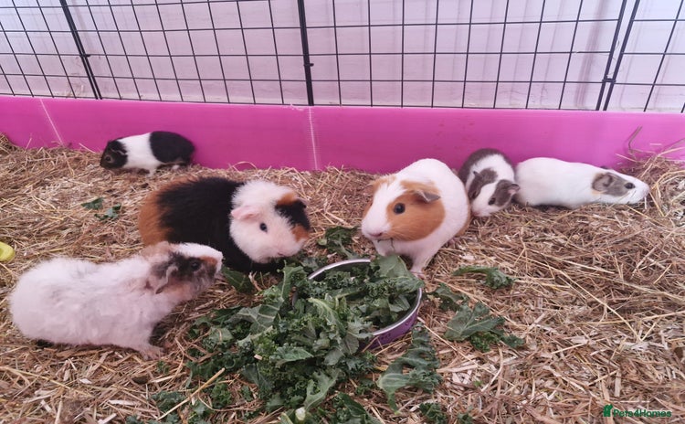 Guinea Pig rodents - Advert 2