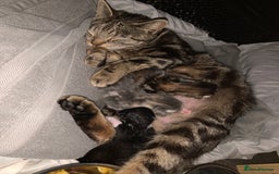 Mixed Breed cats for sale: 2 male 1female. Grey tabby, tabby, black and white - Image 10