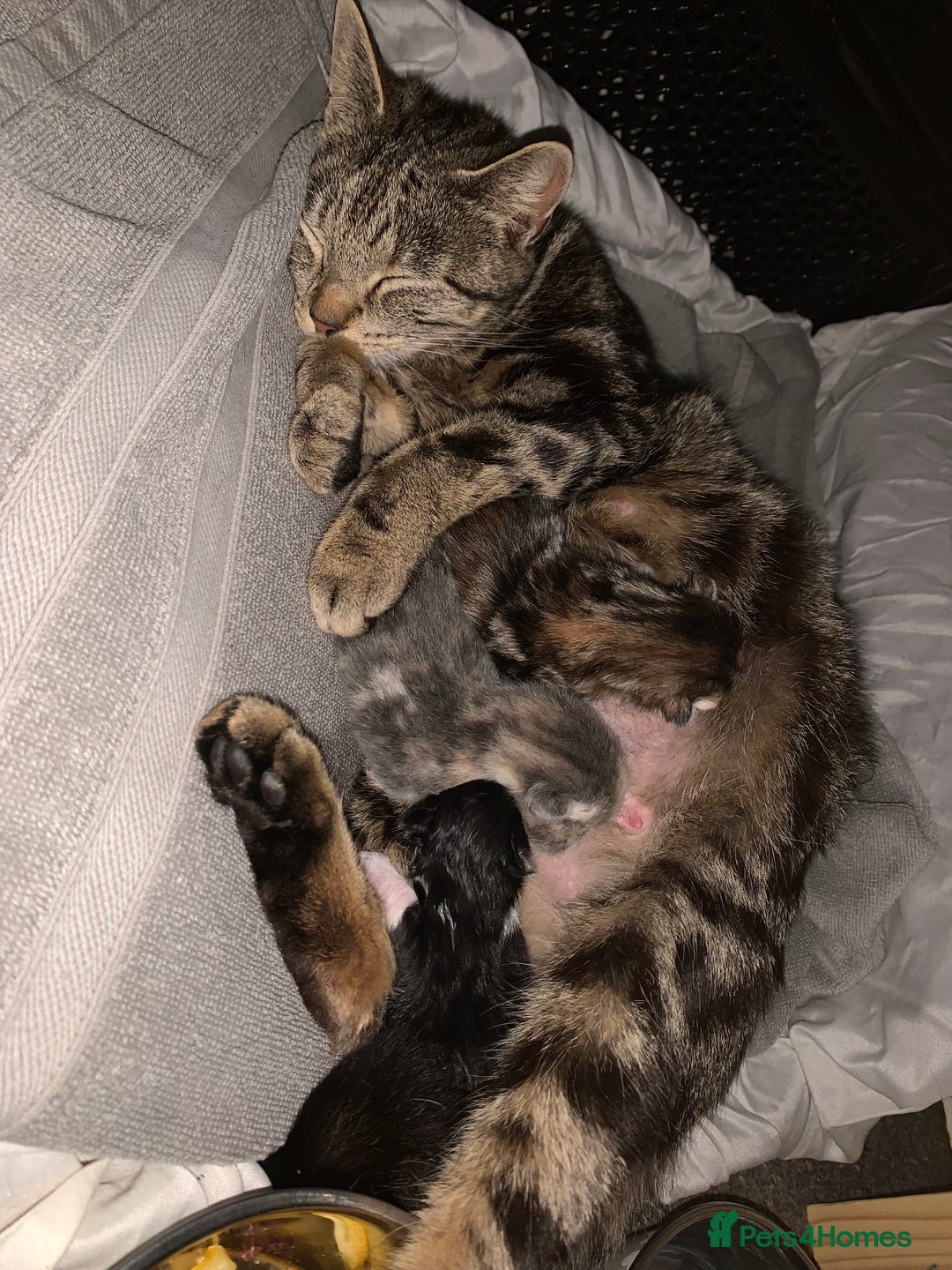 Mixed Breed cats for sale: 2 male 1female. Grey tabby, tabby, black and white - Image 10