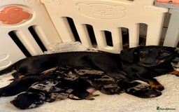 Dachshund dogs for sale: Pedigree Dachshund puppies PRA clear health tested - Image 2
