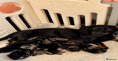 Dachshund dogs - Advert 3