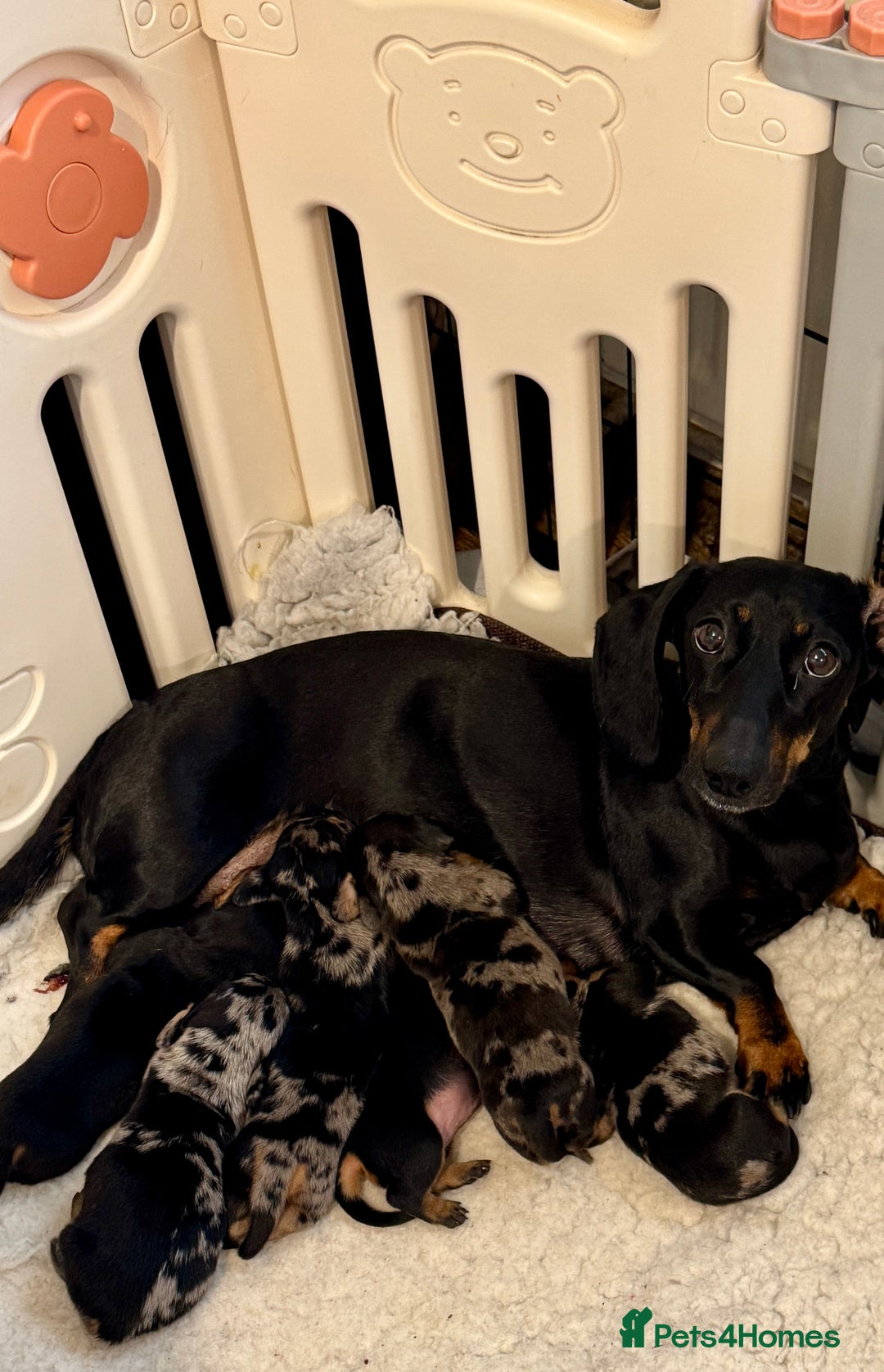 Dachshund dogs for sale: Pedigree Dachshund puppies PRA clear health tested - Image 2