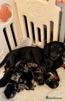 Dachshund dogs - Advert 4