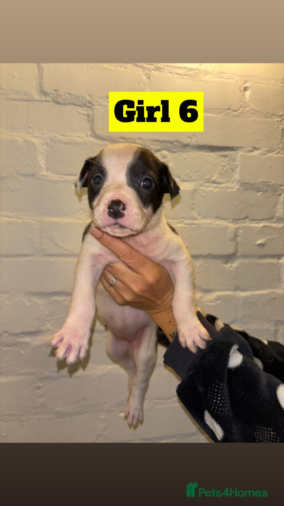 Mixed Breed dogs for sale: Beautiful Border collie/kelpie X staff cross pups - Image 18