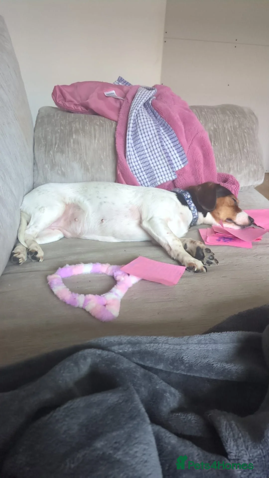 Mixed Breed dogs for sale: Lady Daisy age 5 requires a loving home  - Advert 2