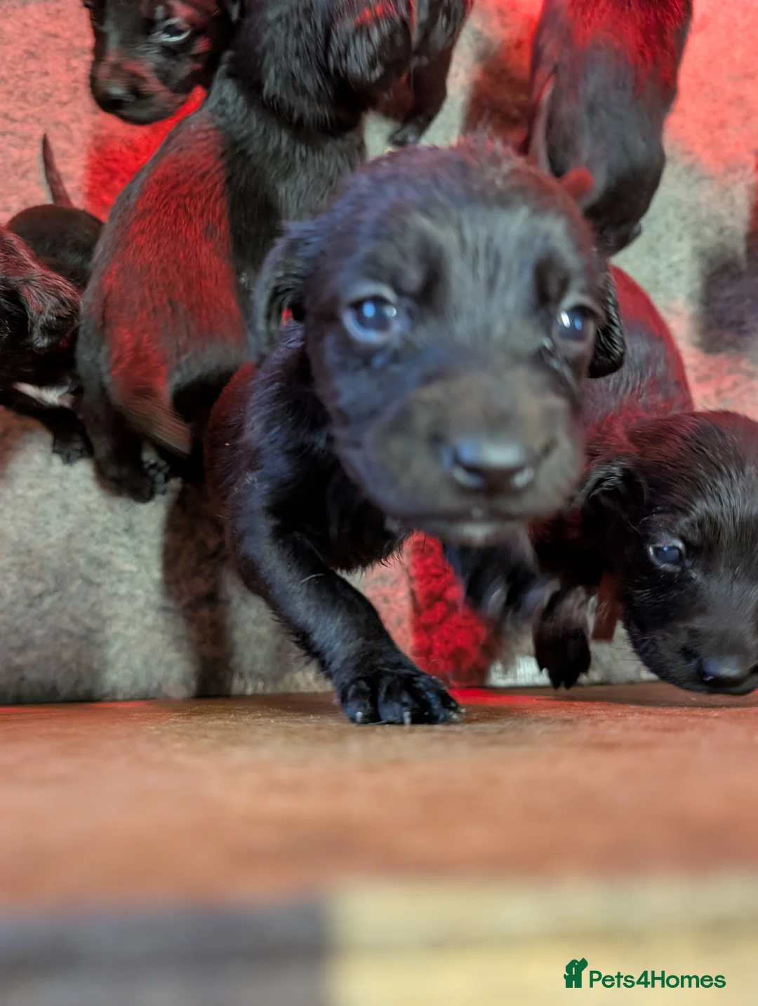 Springador dogs for sale: Labrador x Springer Spaniel - Springador Pups - Advert 3