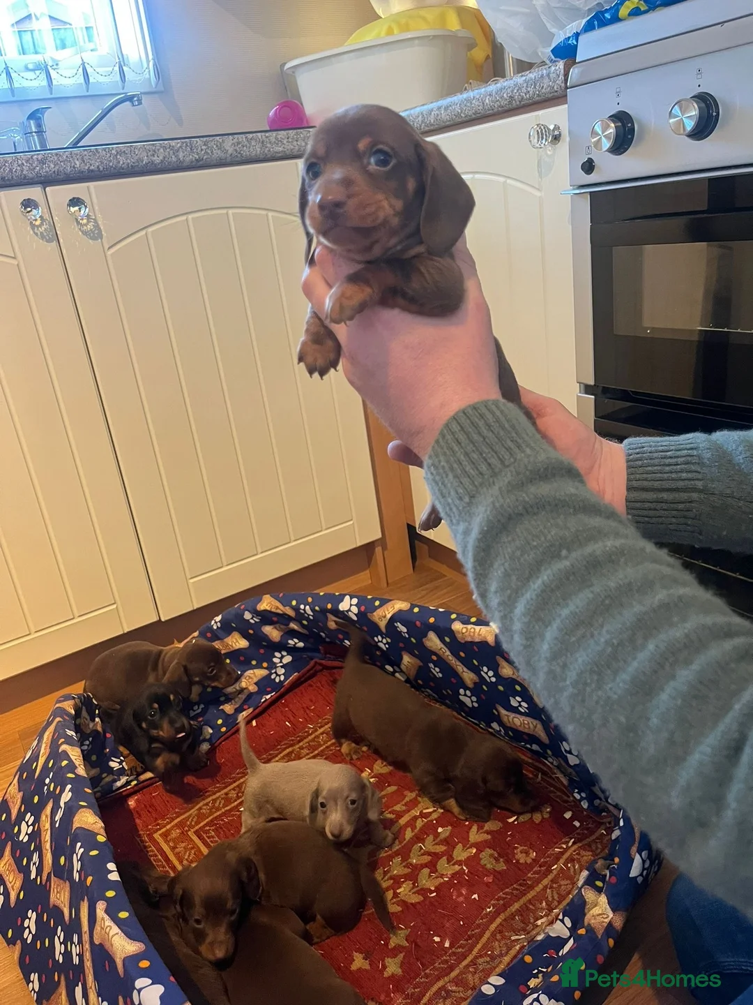 Dachshund dogs for sale: Dachshund - Advert 7