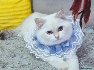 British Shorthair cats - Advert 3