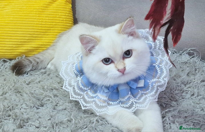 British Shorthair cats - Advert 15
