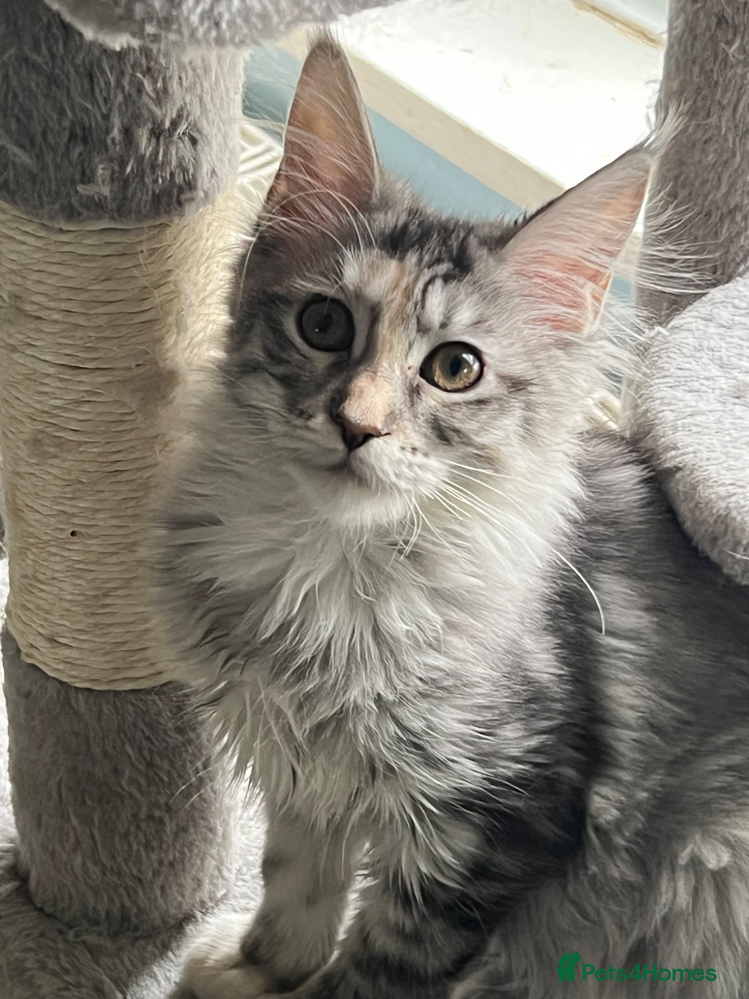 Maine Coon cats Last two girls.Reduced price.MC kittens  - Advert 2