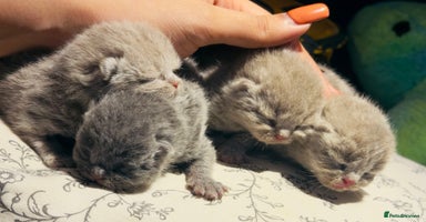 British Shorthair cats - Advert 10