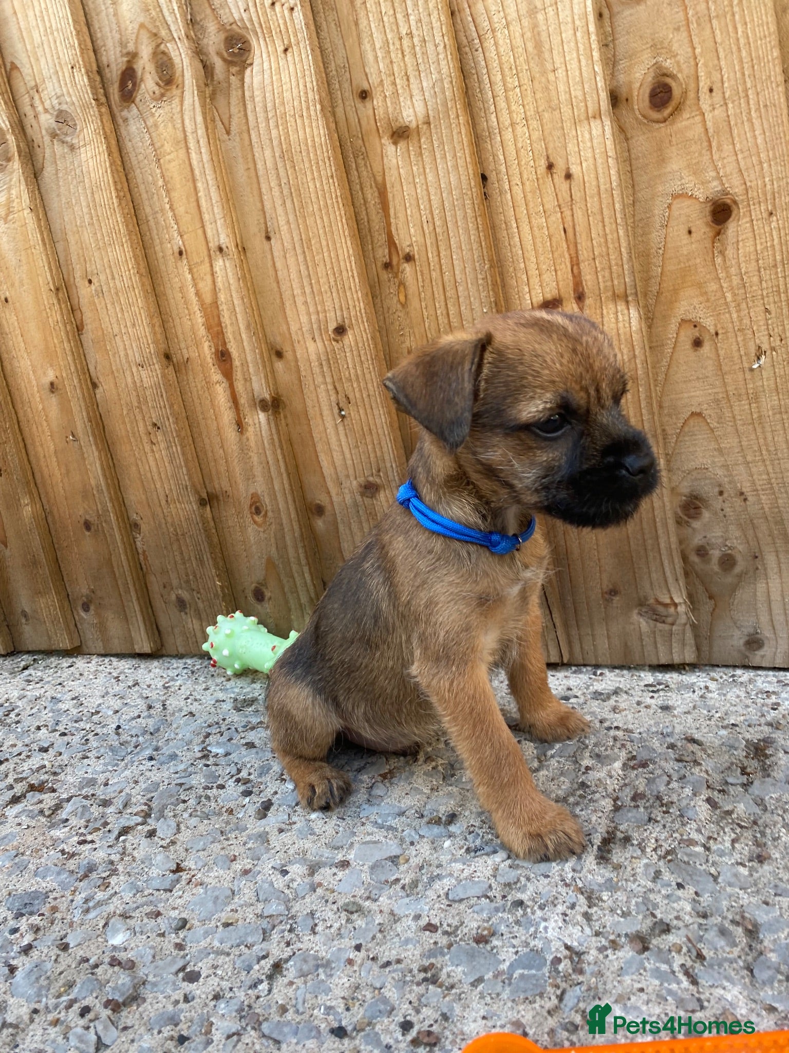 Border Terrier dogs ⭐️ KC BORDER TERRIERS, READY TO LEAVE NOW - Advert 14