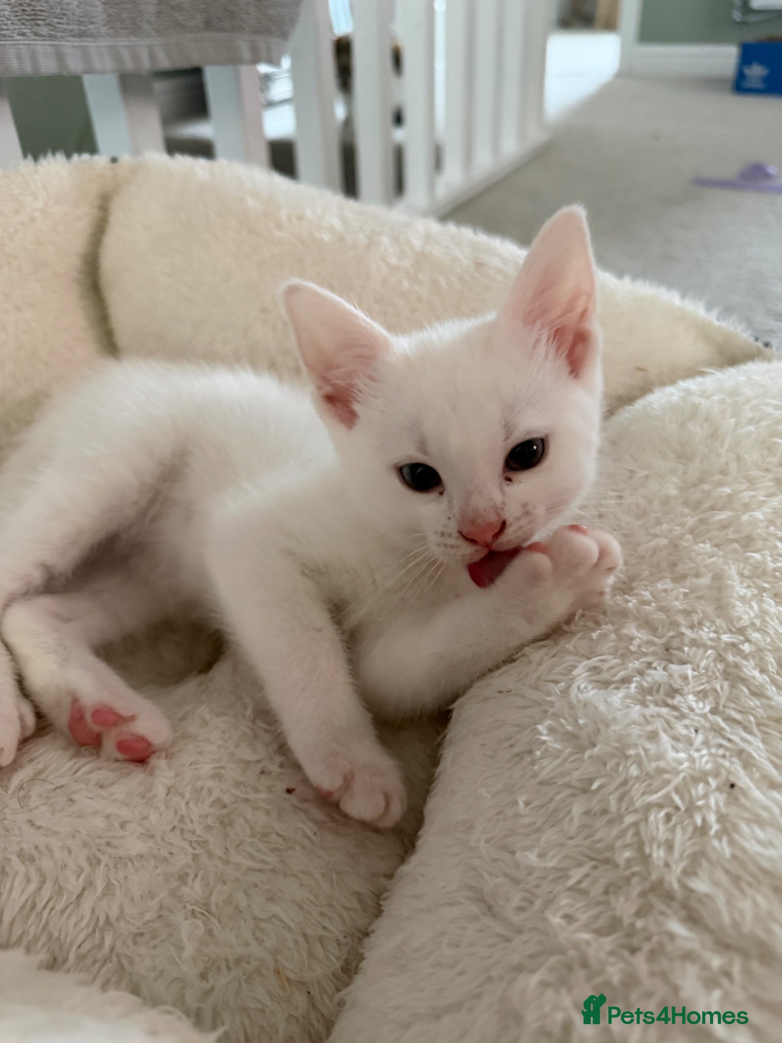 Domestic Shorthair cats White Male READY TO LEAVE - Advert 19