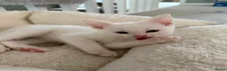 Domestic Shorthair cats for sale: White Male READY TO LEAVE - Advert 1
